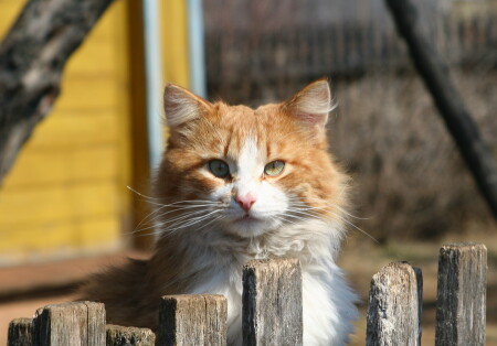 Рыжий деревенский кот