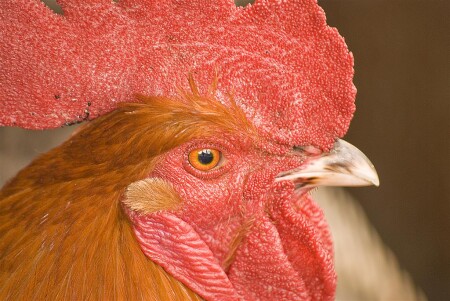 &amp;quot;Орел&amp;quot;