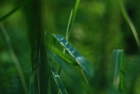 подглядывая за росой