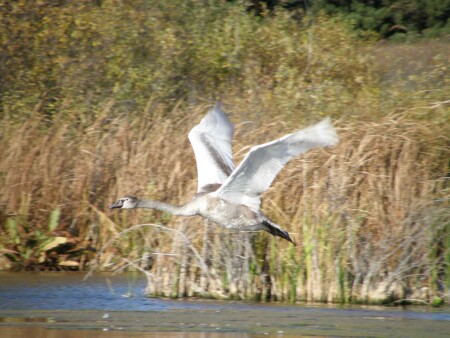&amp;quot;Гадкий утёнок&amp;quot;