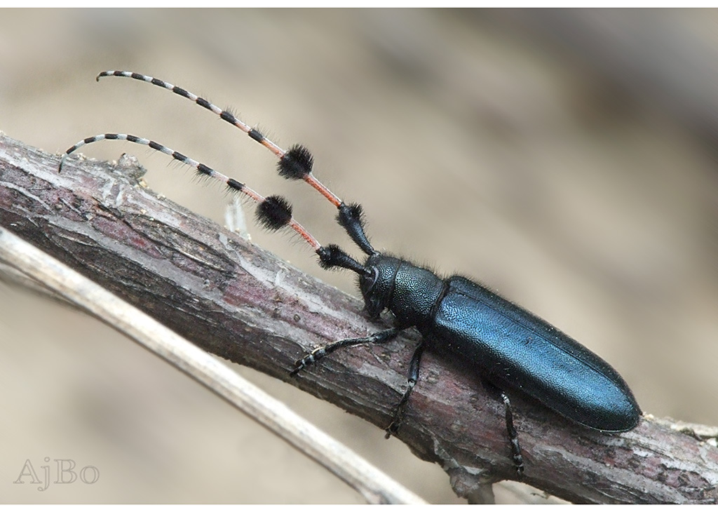 Agapanthia amurensis