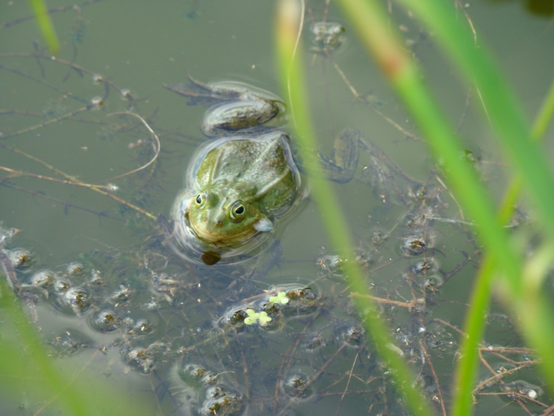 Kiss That Frog