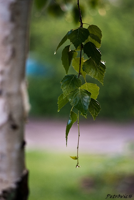 birch branch