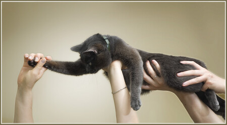 Недаром все века их носят...