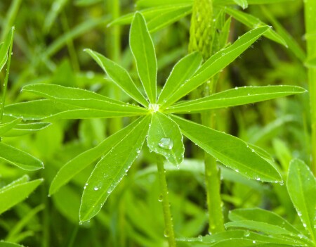 После дождя...