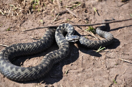 Гадюка обыкновенная