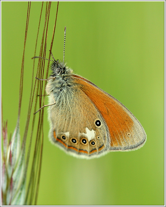 Chestnut Heath