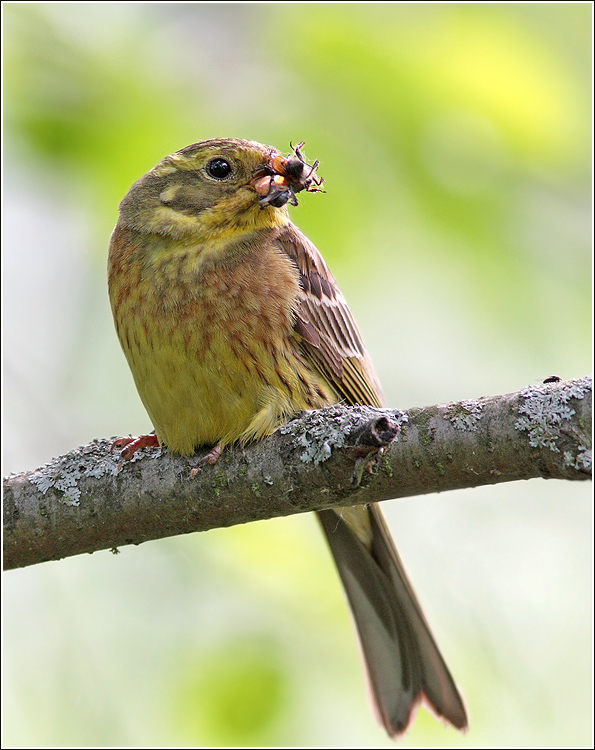 Обыкновенная овсянка (Emberiza citrinella)