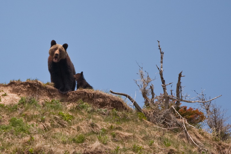 Ursus arctos