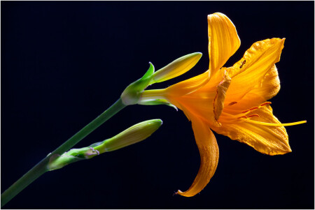 Лилейник и муравей