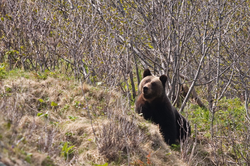 Ursus arctos 