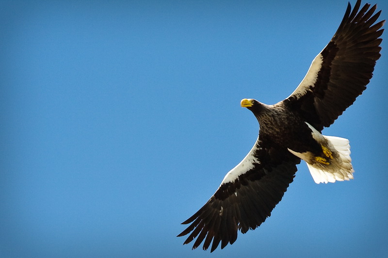 Haliaeetus albicilla