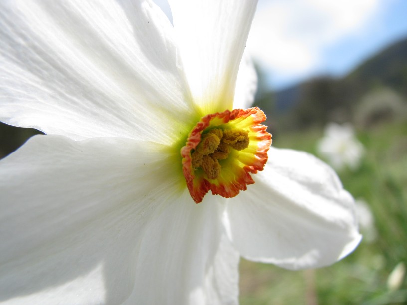 Narcissus poeticus