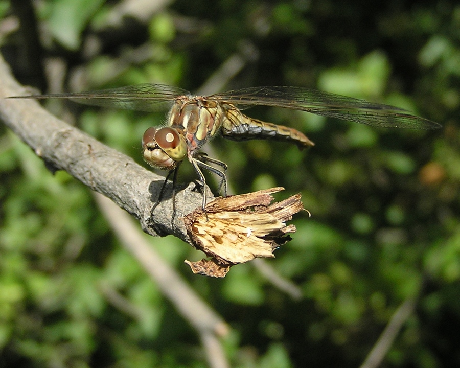 Dragonfly - Стрекоза