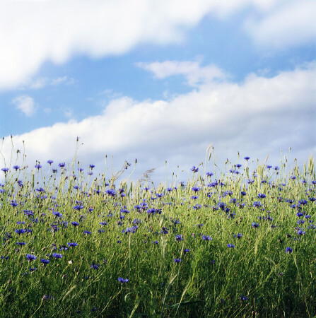 on a windy summer day