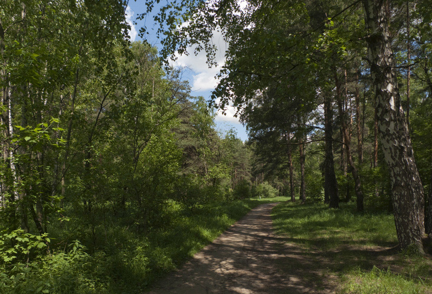 Тропинка в лесу