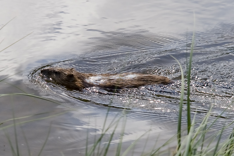 Водоплавающий крыс