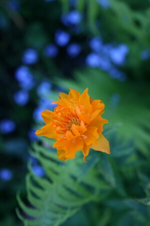 папороть кветка