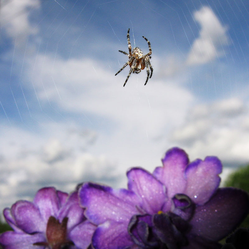 Spider fly