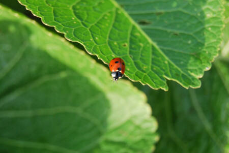 божья коровка