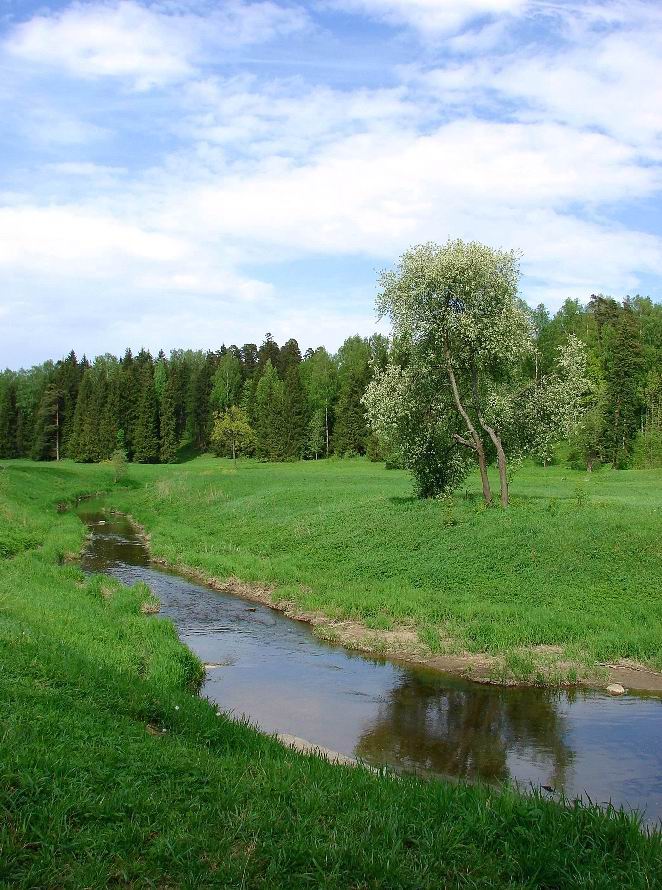 Черемуха Красной Долины