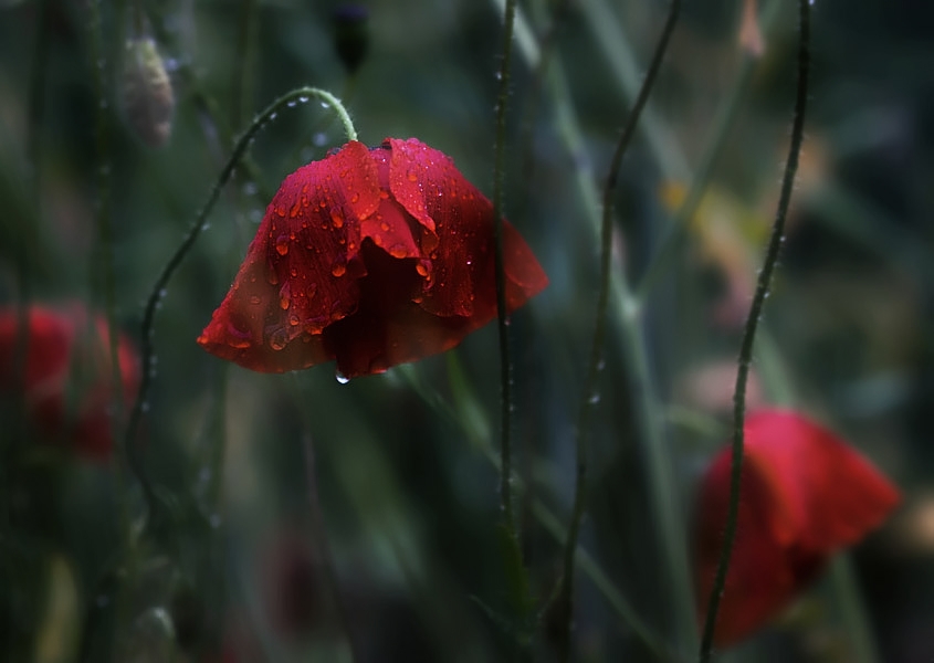 Crying poppies