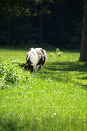 Летняя сказка