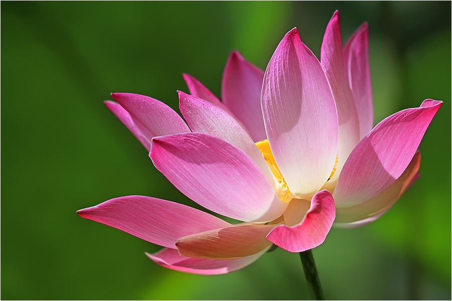 Nelumbo nucifera 