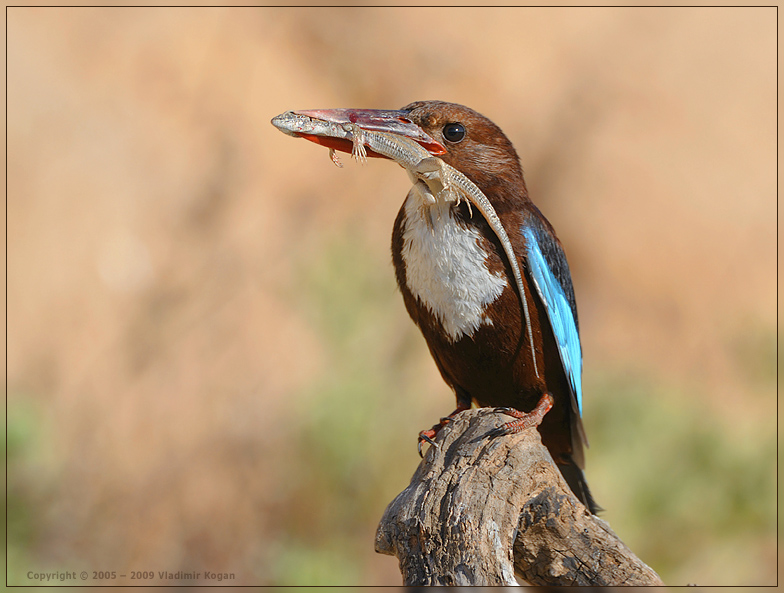 White-throated kingfisher with lizard