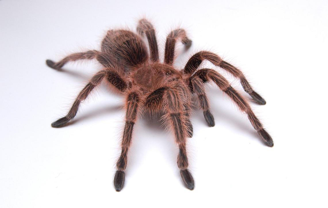 Grammostola rosea red