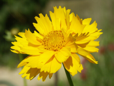 Солнечный кореопсис