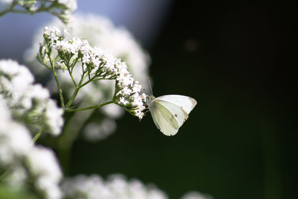 Капустница (Pieris brassicae)