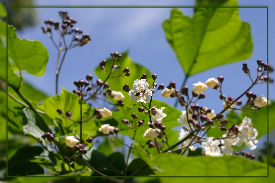 Bee into the flower