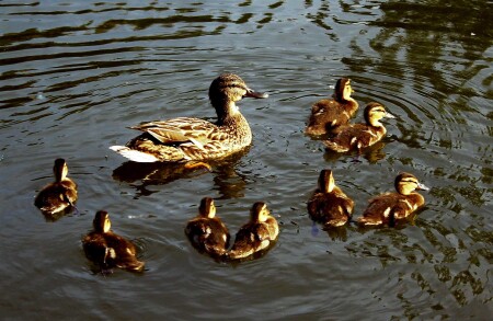 В круге света...