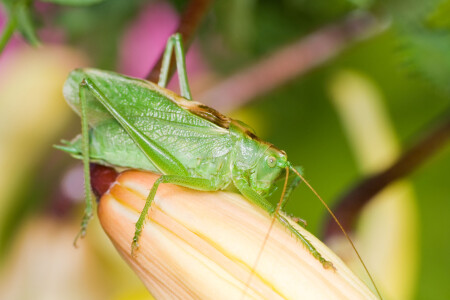 В траве сидел...