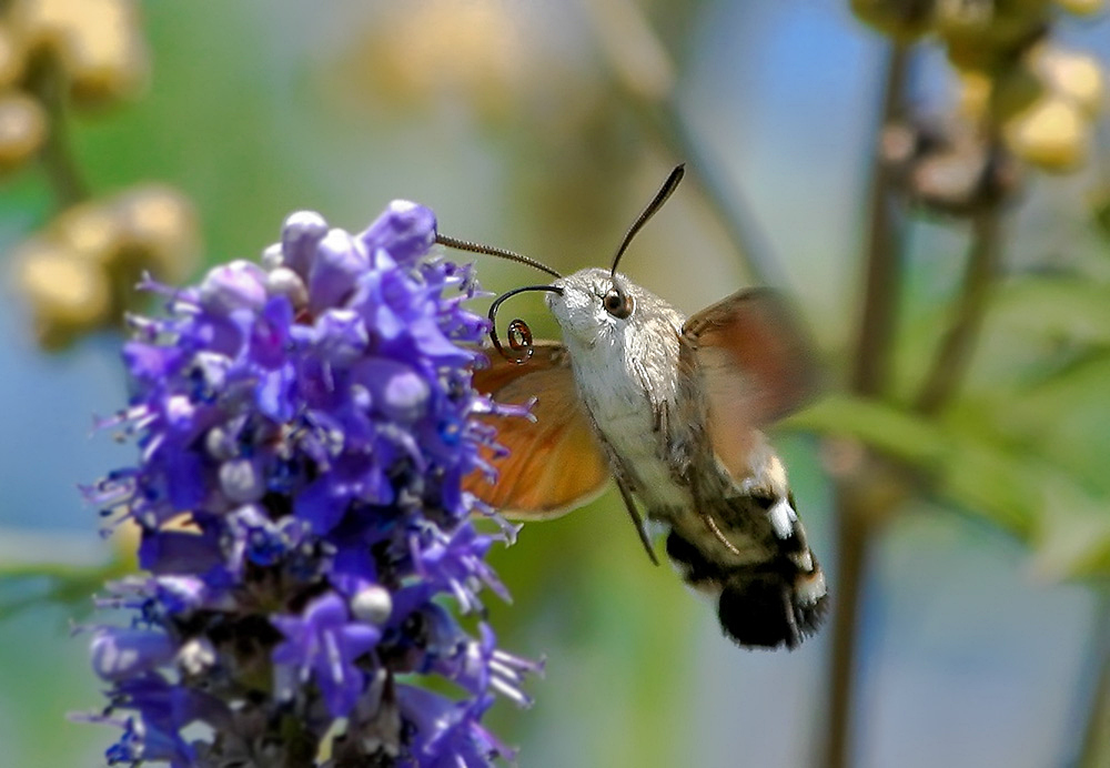 Macroglossum stellatarum