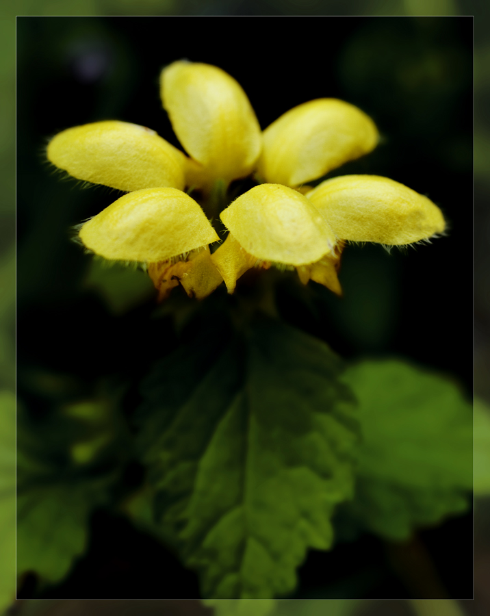 Зеленчук желтый Lamiaceae – губоцветные Galeobdolon luteum