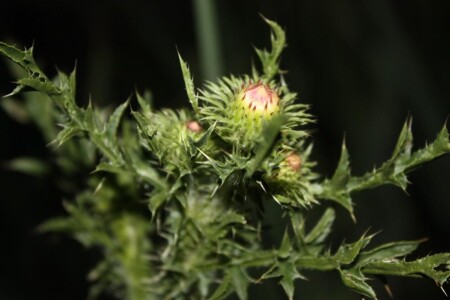 Кактус огородный