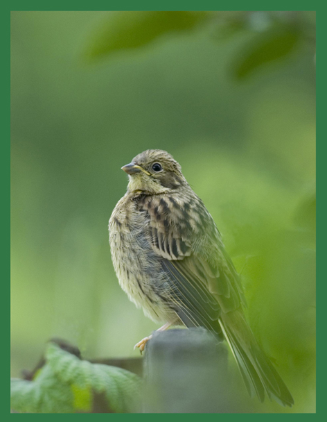 emberiza citrinella