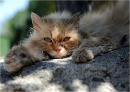 Котовское житие)))