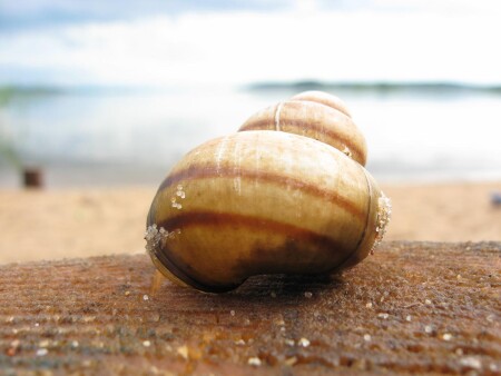 Ракушка после дождя