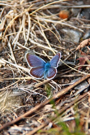 Красота спасет мир..