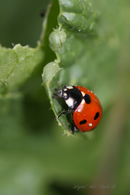 coccinella