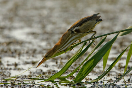 Готовность №1