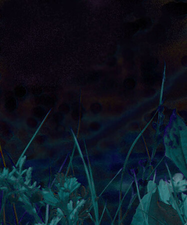 трава растет ночью