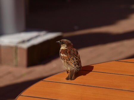 воробей птица гордая