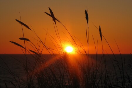 Колосистый закат