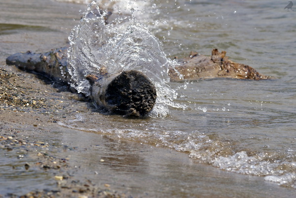 водяной цветок