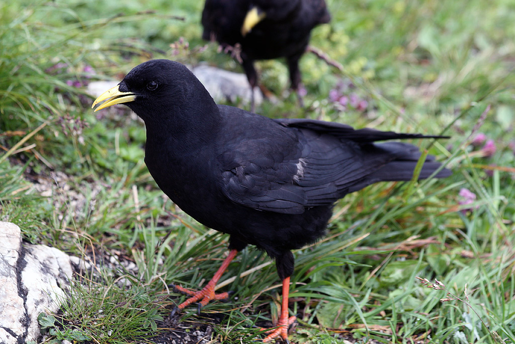 Альпийская галка(Pyrrhocorax graculus)