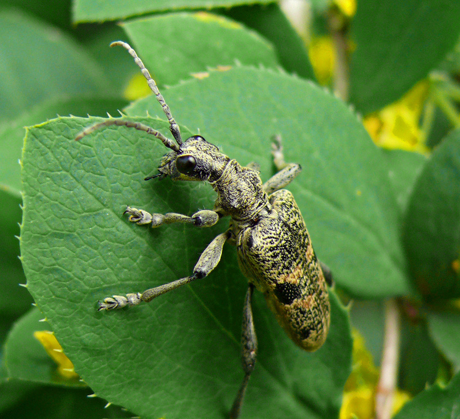 жук Rhagium mordax